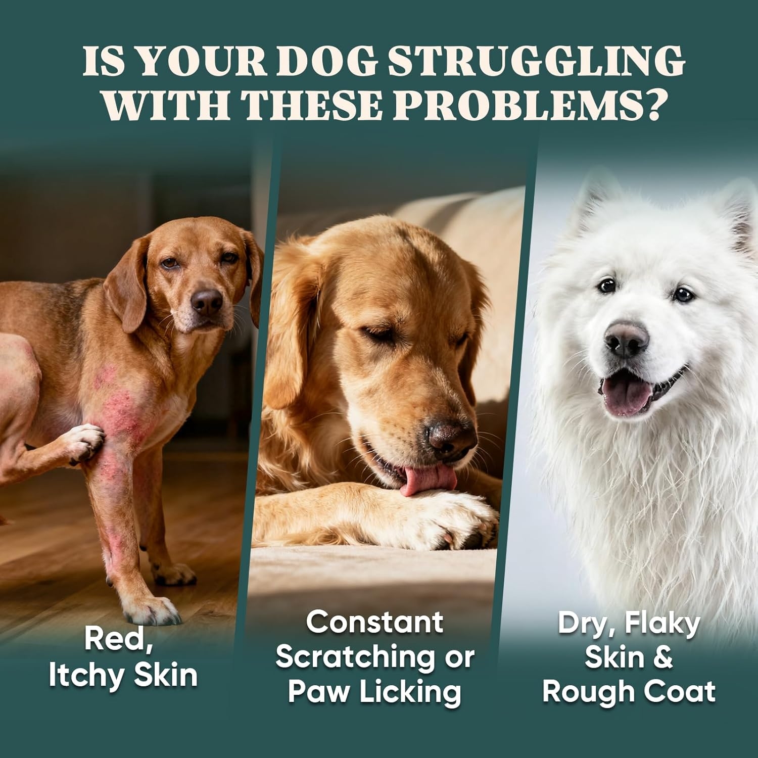 Dogs showing red itchy skin, paw licking, and dry flaky coat concerns